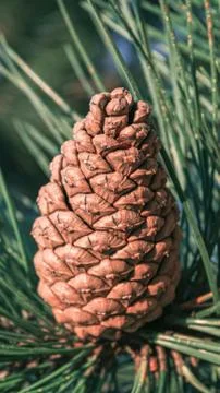 Pinecone close up on a pine tree surrounded by green pine needles Stock Photos