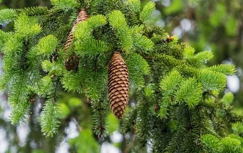 A pinecone closeup hanging on a conifer at summer in saarland Stock Photos