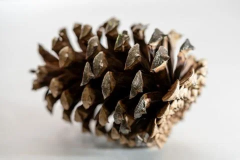 Pinecone Closeup Stock Photos