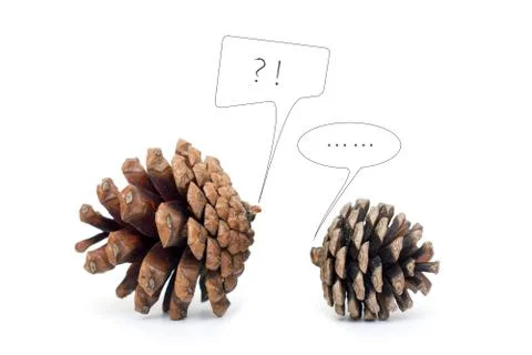Pinecone Dialogue isolated on white background Stock Photos