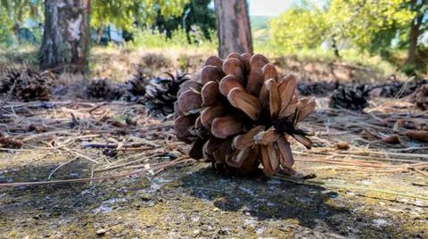 A pinecone fallen to the ground Stock Photos