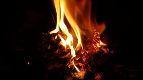 Pinecone on fire Stock Footage 84082363