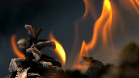 Pinecone in fire, Slow Motion Vidéo 10862236
