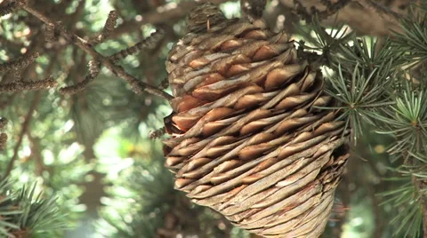 Pinecone  Stock Footage 959112