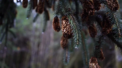 Pinecone Stock Footage 89634006