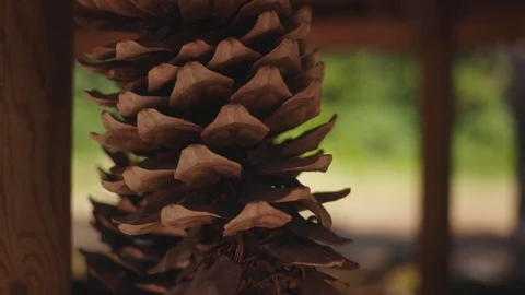 Pinecone Stock Footage 103809975