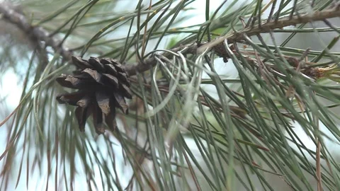 Pinecone Stock Footage 110845146