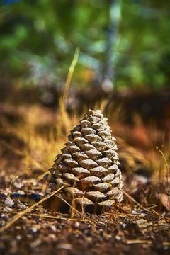 Pinecone on Forest Floor with Blurred Grass and Sunlit Green Background Stock Photos