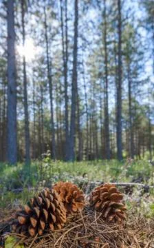 Pinecone in the forest Stock Photos