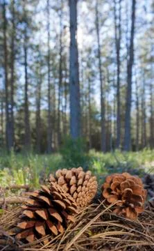 Pinecone in the forest Stock Photos