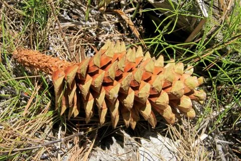 Pinecone of a Giant sequoia tree in Sequoia National Park, California Stock Photos
