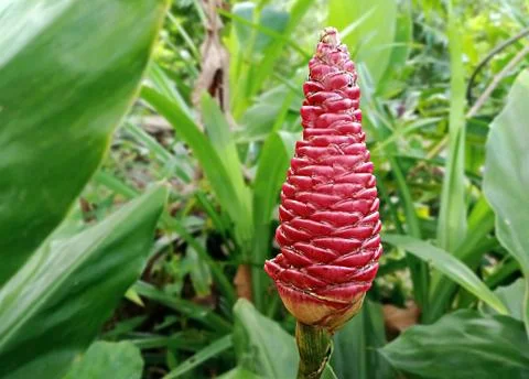 PINECONE GINGER Stock Photos