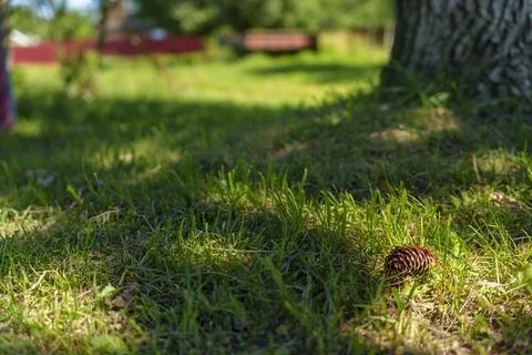 Pinecone on grass in a sunny backyard Stock Photos