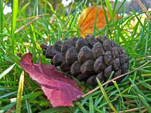 Pinecone on green grass Stock Photos