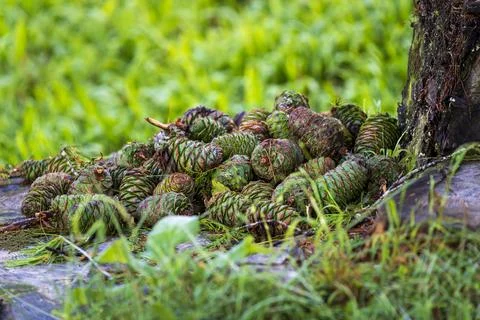Pinecone on the ground in the forest, background of pinecones Stock Photos