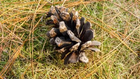 Pinecone on the Ground Stock Photos
