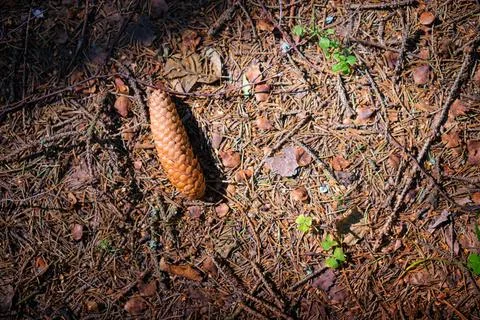 Pinecone on the ground. Fotos Stock