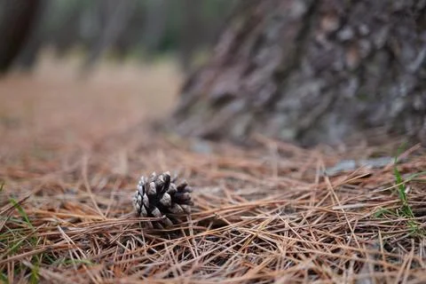 A pinecone on the ground Stockfoto's