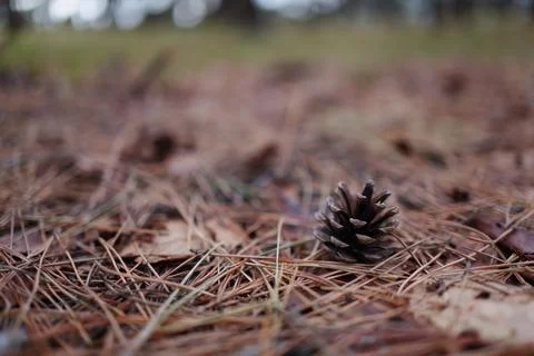 A pinecone on the ground Stockfoto's