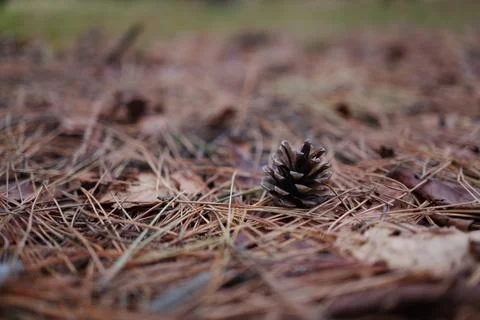 A pinecone on the ground Foto stock