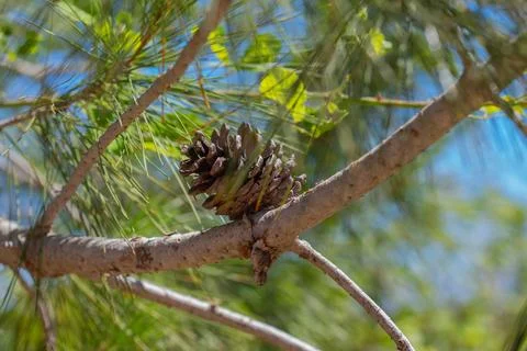 Pinecone growing on pine tree branch with needles Stock Photos