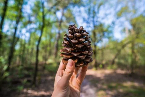 Pinecone hold in hand Foto stock