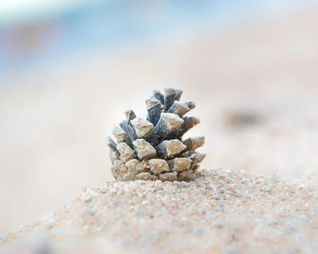 Pinecone isolated on blurry background Stock Photos