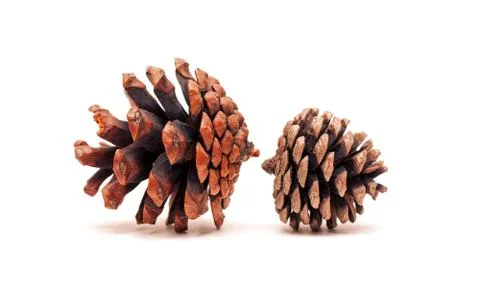 Pinecone isolated on white background Stock Photos