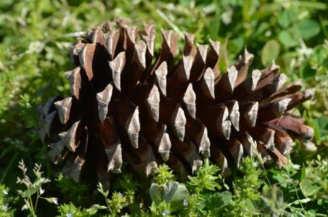 Pinecone on Lawn Stock Photos