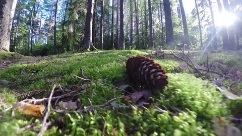 A pinecone laying on the forrest ground Stock Footage 77476755
