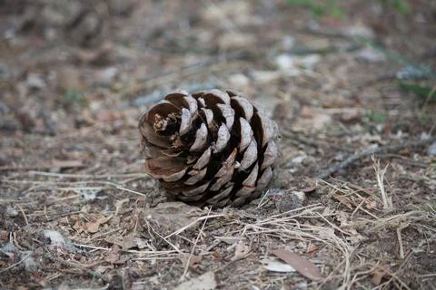 Pinecone laying on the ground Foto stock