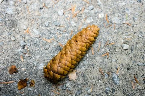 Pinecone laying on trail Stock Photos