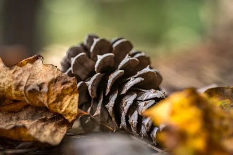Pinecone with Leaves Stock Photos