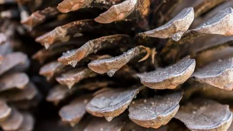 Pinecone macro photography Stock Photos