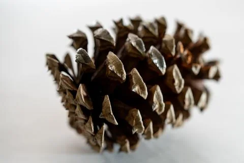 Pinecone Macro Shot Stock Photos