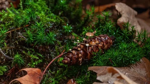 Pinecone Mushrooms Growing Timelapse Stock Footage 336320931