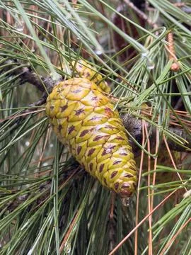 Pinecone, needles, after rain Stock Photos