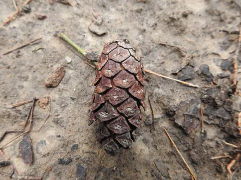 Pinecone not grenade, fall on the ground Foto stock