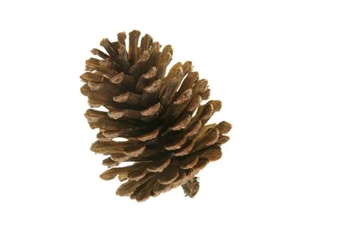Pinecone Stock Photos