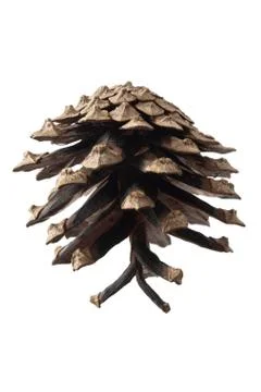 Pinecone Stock-Fotos