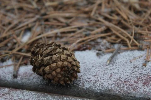Pinecone Stock Photos