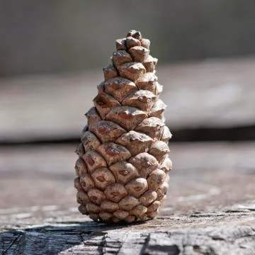 Pinecone Stock Photos