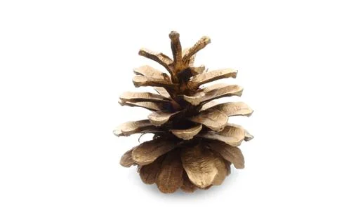 Pinecone Stock Photos