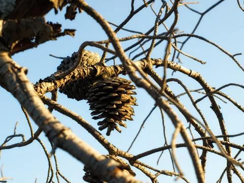 Pinecone Stock Photos