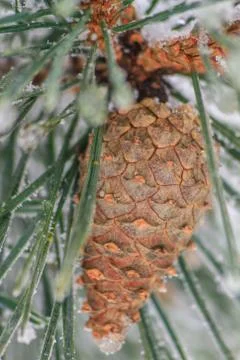 Pinecone Stock Photos
