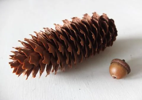 Pinecone Stock Photos