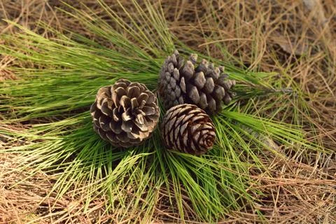 Pinecone Stock Photos