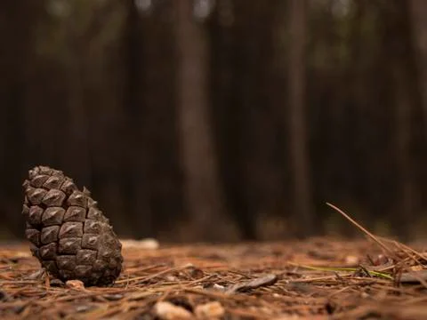 Pinecone Stock Photos