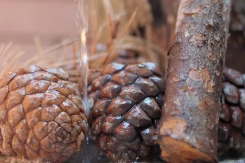 Pinecone Stock-Fotos