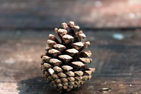 Pinecone Stock-Fotos